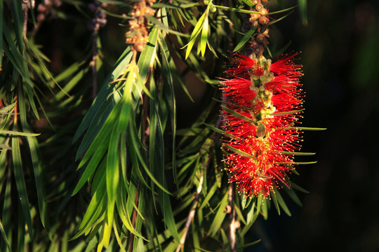 花卉