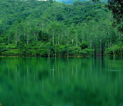 樹