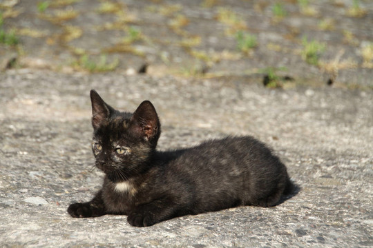 katzenbaby