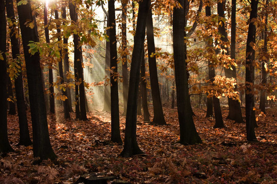 herbstwald早晨