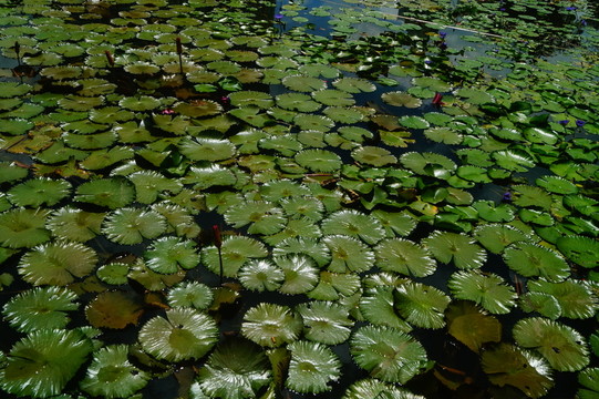 蓮花池
