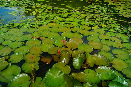 蓮花池