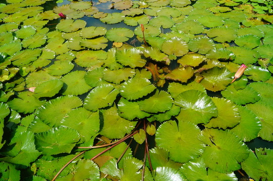 蓮花池