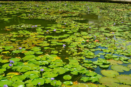 蓮花池