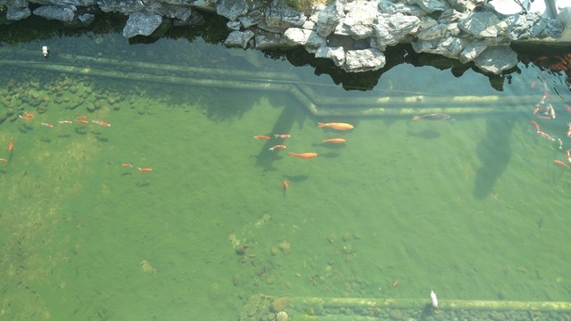 魚