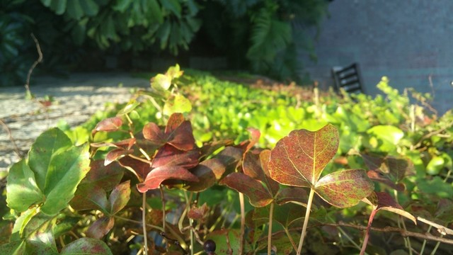 哈爾施塔特小鎮(zhèn)