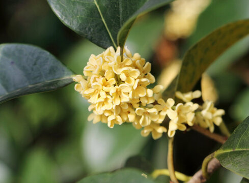 桂花特寫(xiě)