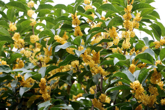 桂花滿枝 桂花盛開(kāi)
