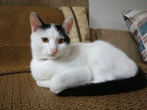 貓