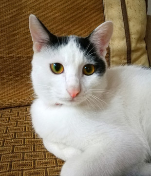 貓