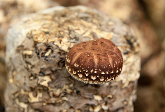 香菇