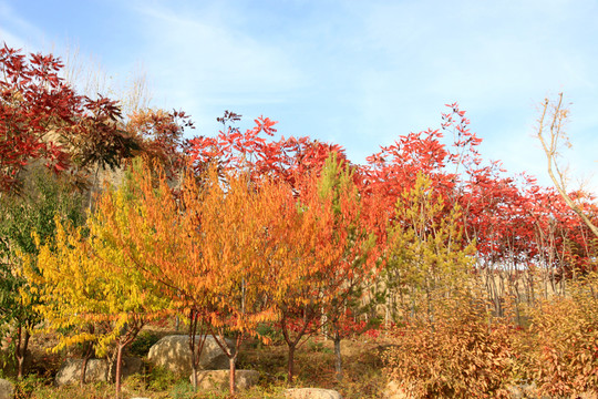 紅葉