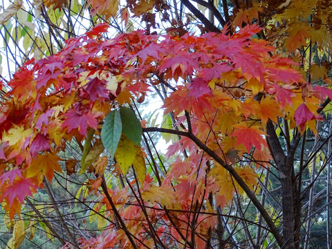 紅葉