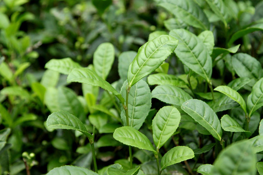 茶