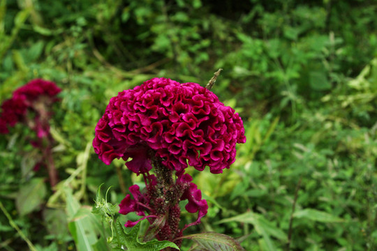 雞冠花