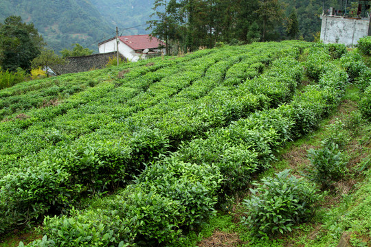 茶