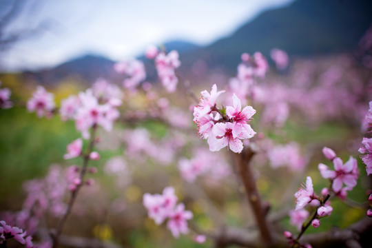 在那桃花盛開(kāi)的地方