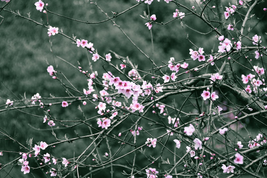櫻花