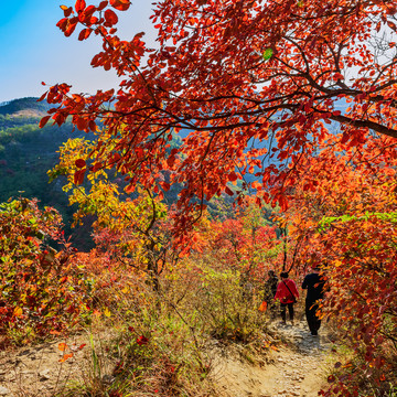 山中紅葉