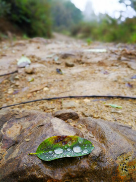 樹葉 露水 泥土 土路 小路
