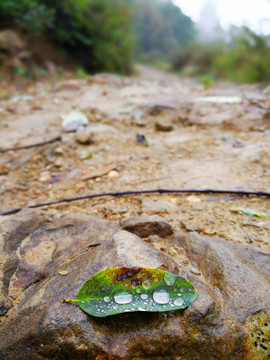 樹(shù)葉 露水 露珠 泥土 小路
