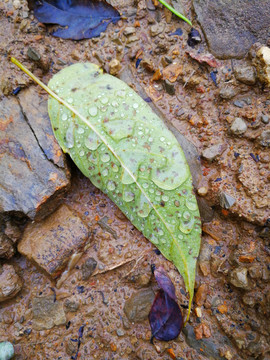 樹(shù)葉 露水 露珠 泥土 小路