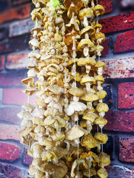 黃菇 小黃菇 菌 食用菌 山珍