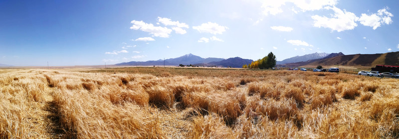 麥田 秋收 全景 大圖 高清