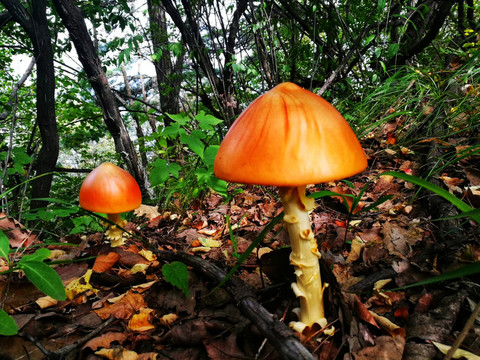 蘑菇 菌 菌類 野生 山珍