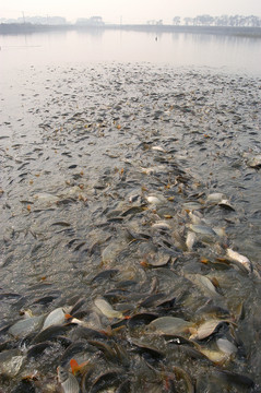 鯽魚池塘