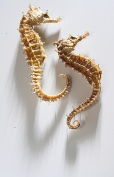 海馬