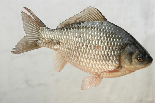 鯽魚