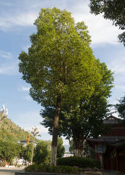 香樟樹(shù)