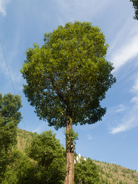 香樟樹