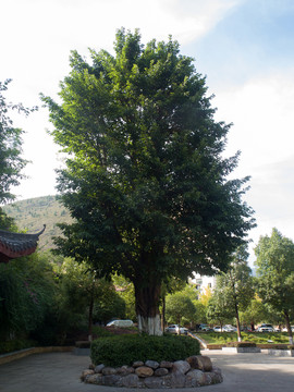 黃葛樹(shù)