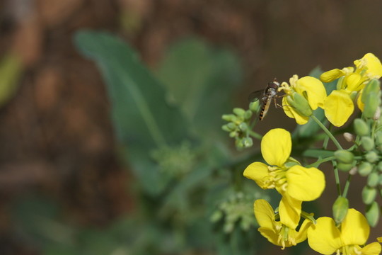 蜜蜂