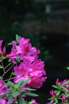 杜鵑花