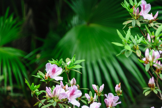 杜鵑花