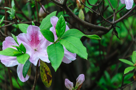 杜鵑花