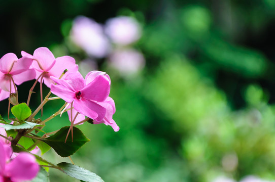 杜鵑花