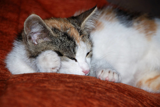 katzenkind