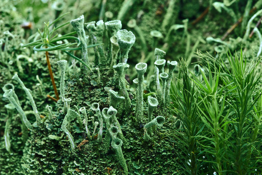 森林里的苔蘚…