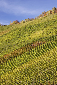 溫伯格kappelberg