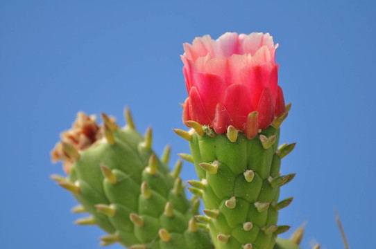 開花