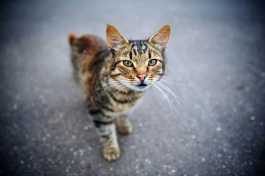 動物