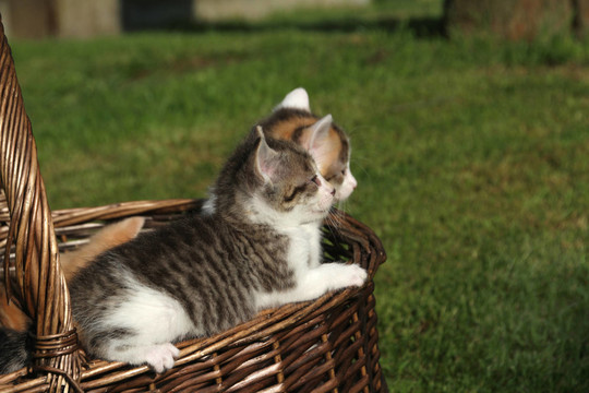 katzenkind