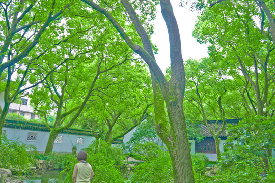 樹林 樹木 樹 綠樹 綠樹林