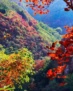 山中紅葉