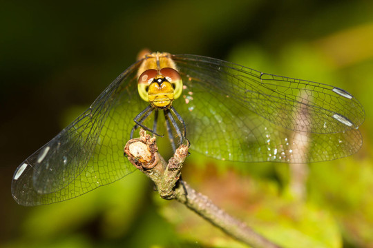 libelle1