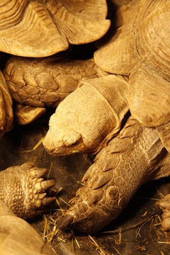 riesenschildkrte密切